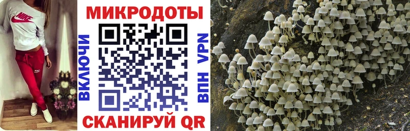 купить наркотики цена  Элиста  OMG   Псилоцибиновые грибы Psilocybe 